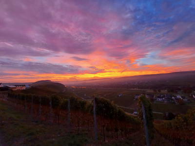 Bild 14 aus  Weingut Ferres