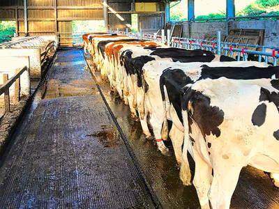 Bild 13 aus  Hubertushof, der Bilderbuchbauernhof