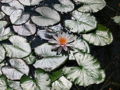 Seerosen auf dem Gartenteich