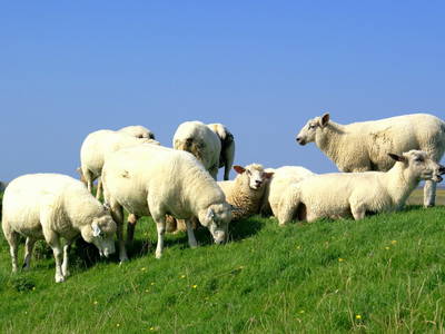 Bild 2 aus  Schäferhof Dircks - Natururlaub an der Nordsee