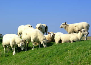 Schäferhof Dircks - Natururlaub an der Nordsee aus Westerhever