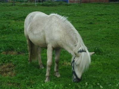 Reitpony Meike bei der Arbeit.