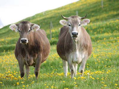 Bild 21 aus  Ferienhof Hitzelberger