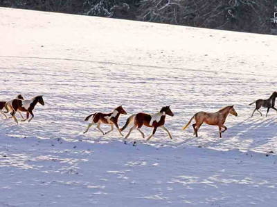 Bild 23 aus  Fenwick Farm