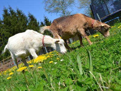Bild 7 aus  Ferienhof Schlünzen