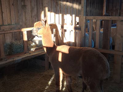 Bild 24 aus  Tiny House trifft Alpaka-Traum – Natururlaub mal anders!