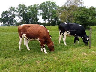 Bild 24 aus  Hof Vorwerk Familie Böye