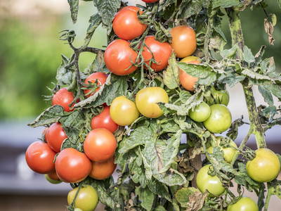 Bild 40 aus  Urlaub am Regen - Biobauernhof Dirnberger