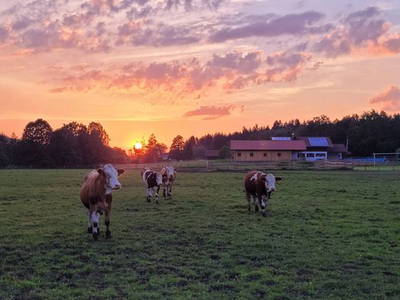 Bild 29 aus  Burgstallhof