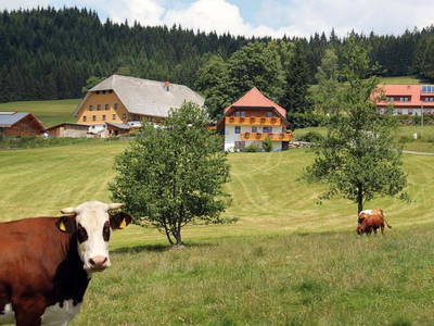 Bild 7 aus  Salenhof