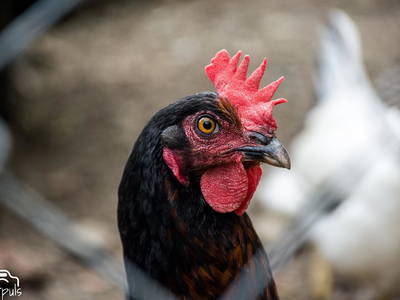 Bild 15 aus  Beim Schmied