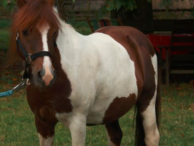 Bild 15 aus  Gutshof Hungerburg