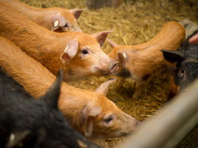 Bild 12 aus  Sandsteinhof Kückmann