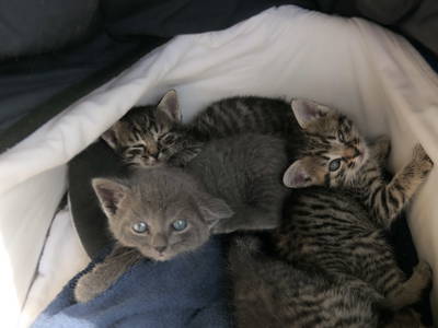 Bild 27 aus  Camping am Hofweiher beim Brunnerhof