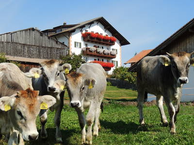 Bild 16 aus  Schadnerhof