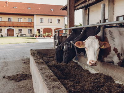 Bild 24 aus  Am Schmiedhof Chalet Apartments