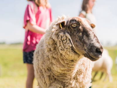 Bild 8 aus  Ferienhof Groth/ Hof Herzleuchten