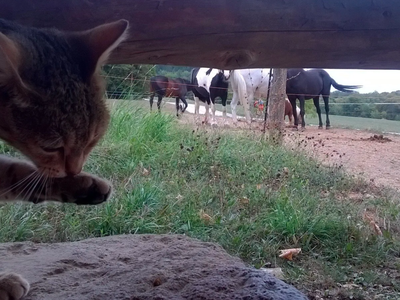 Bild 8 aus  Erlebnishof am Kordigast