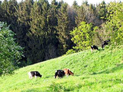 Bild 11 aus  Hof-Heiß