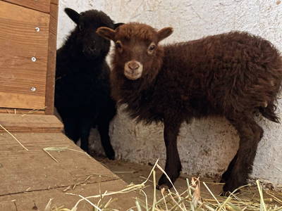 Bild 34 aus  Berghotel Presslauer