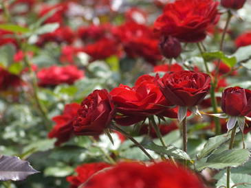 Bild 25 aus  LandSelection Die Schenkenau