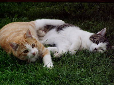 Bild 14 aus  Bruggerhof