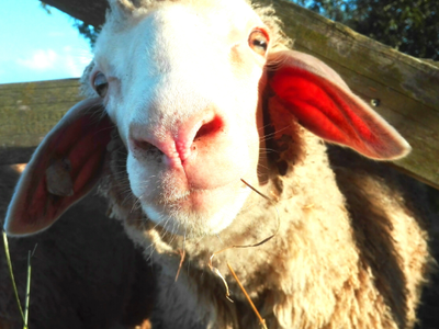 Bild 17 aus  Schmidts Ferienhof - Tierisch guter Urlaub im Herzen Deutschlands