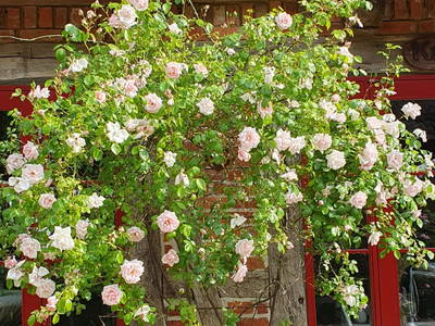 Bild 36 aus  Urlaub unterm Reet