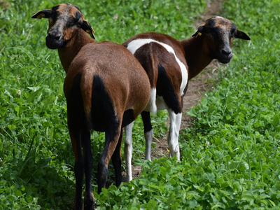 Bild 20 aus  Forstbauer am Millstätter Hochplateau