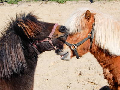 Bild 11 aus  Ferienhof   Witte Haubarg                -  2025 Beliebtester Ferienhof für Familienurlaub