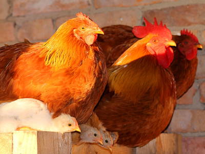 Bild 11 aus  Ostseeferienhof Tralau