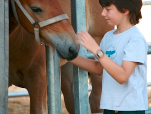 Bild 9 aus  Ferienhof Pauli