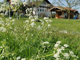 Bild 46 aus  Frankhof