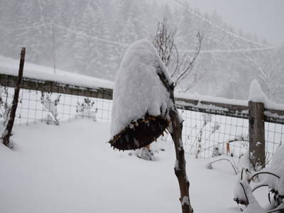 Bild 21 aus  Marschalkhof    Urlaub auf dem Bauernhof