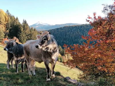 Bild 8 aus  Spörlhof