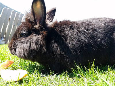 Bild 12 aus  Farnbauernhof