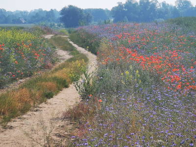 Keine 800 m zu Fuß oder mit dem Fahrrad - der Blick auf dem Weg zum Bäcker