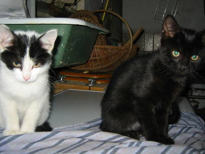 Bild 22 aus  Ferienhof Knoop