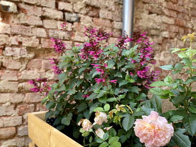 Bild 25 aus  Das Winzereck | Ferienhaus zwischen Weinbergen & Pfälzerwald