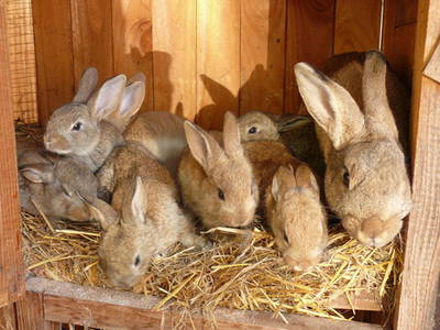 Bild 6 aus  Hochenhof