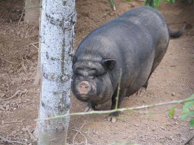 Bild 22 aus  Kempfenhof