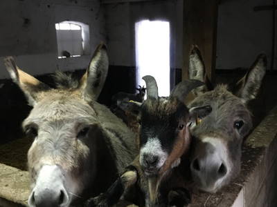 Bild 15 aus  Ostsee Ferienhof Kluvetasch