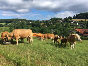 Bild 13 aus  Ferienhof Christmann