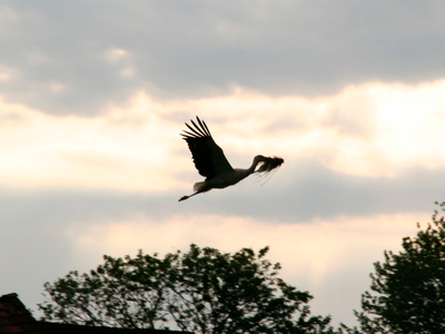 Bild 9 aus  Ferien in Zahren