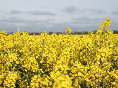 Bild 17 aus  Hof Sassen