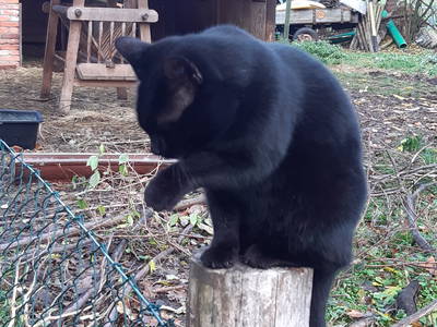 Bild 52 aus  Erlenhof im Oderbruch - Rund ums Schaf