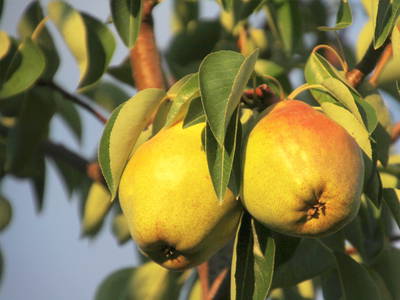 Bild 10 aus  Ferienhof Mecking