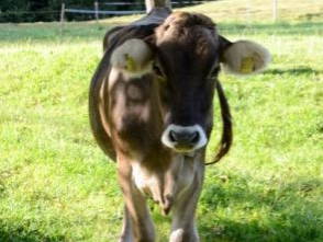 Sommerfrischler- das Jungvieh