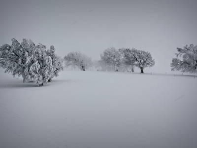 Die berühmten Wetterbuchen am Schauinsland