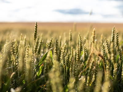 Bild 13 aus  Rittergut Schwanditz